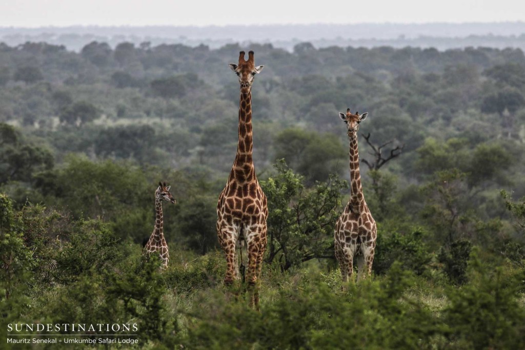 A journey of giraffe direct a sceptical gaze at a cheetah in the grass