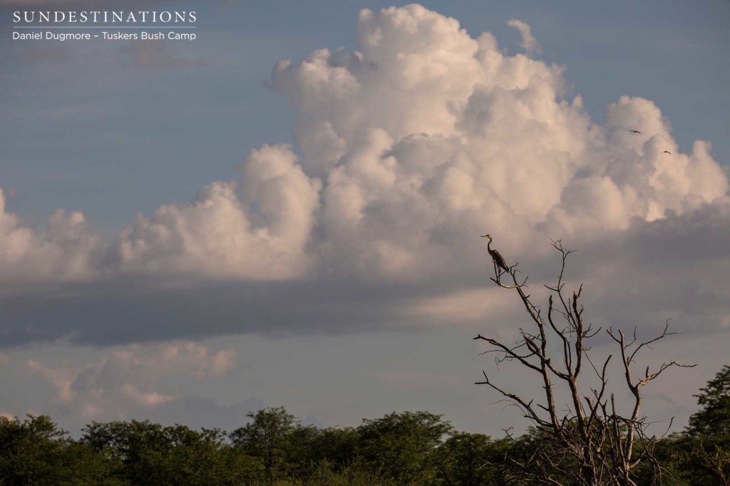 A grey heron illuminated in the pinkish dusk