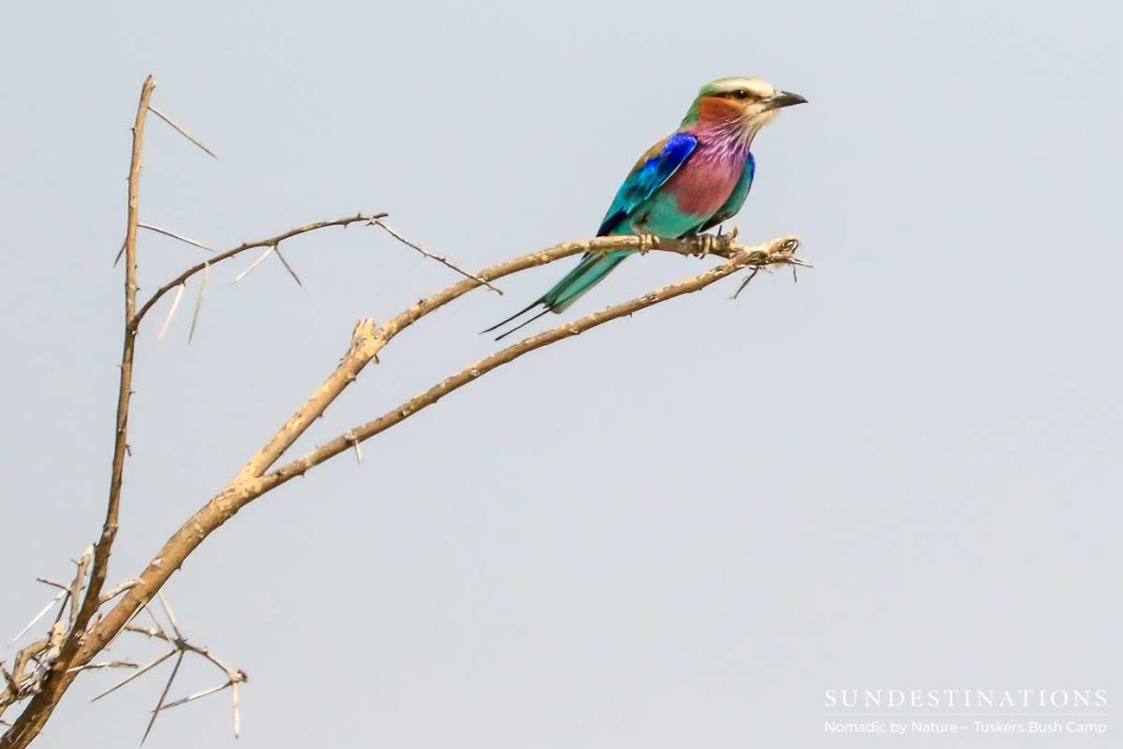 Moremi Game Reserve Self Drive from Tuskers Bush Camp