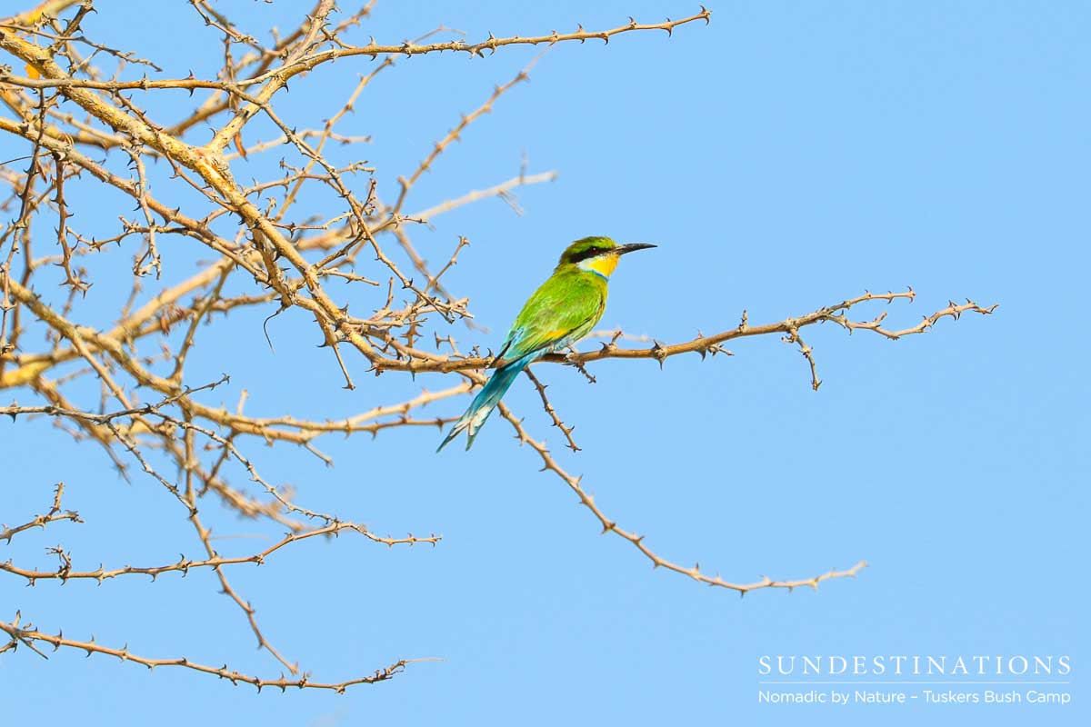 Little Bee Eater Tuskers