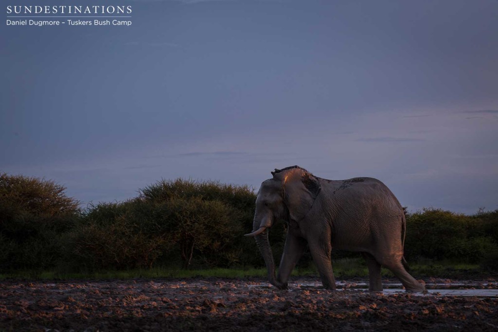 An elephant bull emerges from a waterhole at dusk in the Kwatale Conservancy's Little Nxai Pan