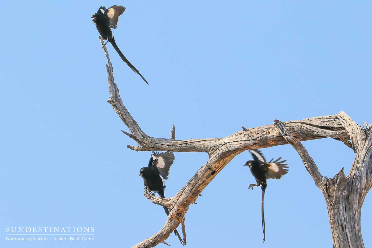 Magpie Shrike Tuskers