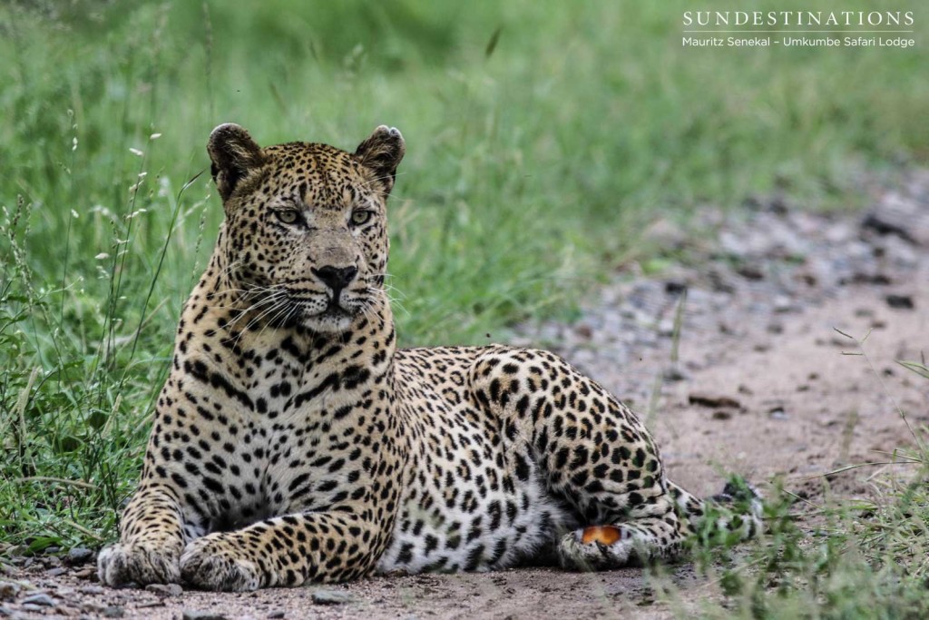 Mxabene, after giving up on a zebra chase, relaxes in all his bulky glory. What a leopard! 