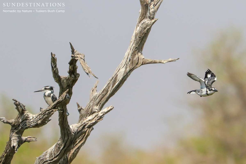 Moremi Game Reserve Self Drive from Tuskers Bush Camp