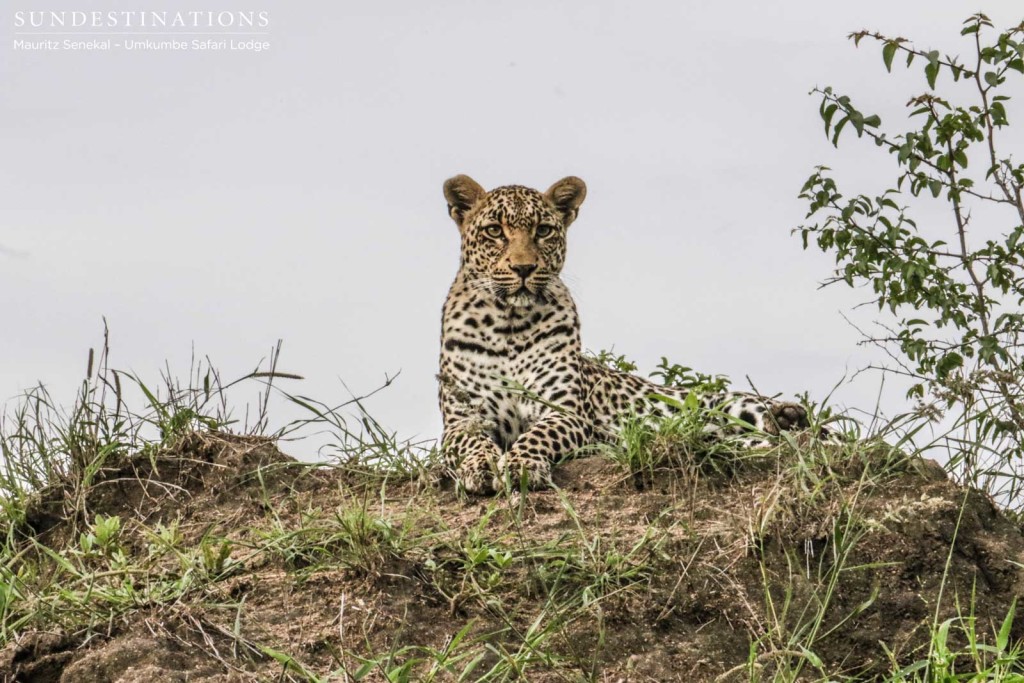Young Tatowa relaxes on a ridge and surveys her surroundings after diligently marking her territory