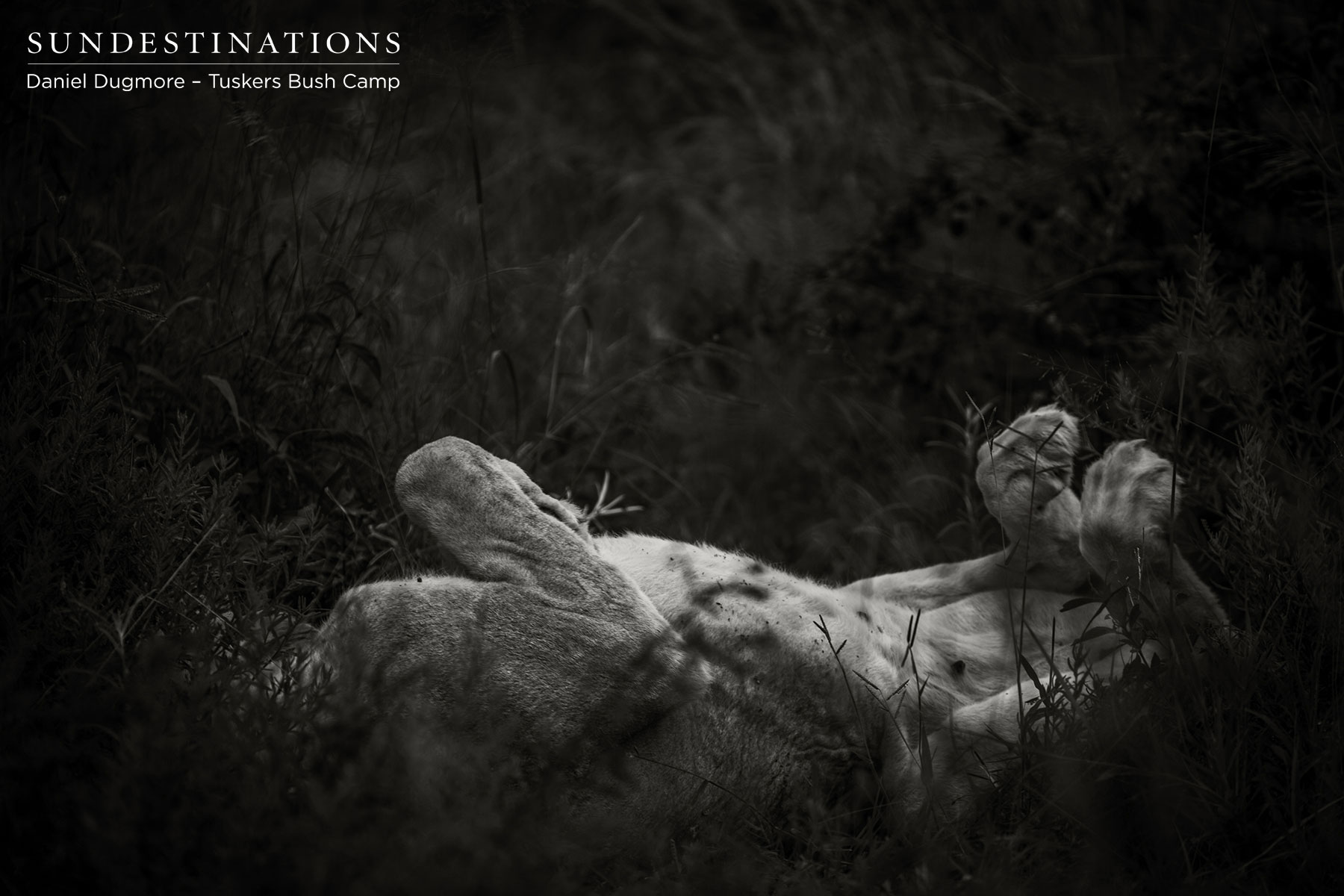 Tuskers Bush Camp Lions