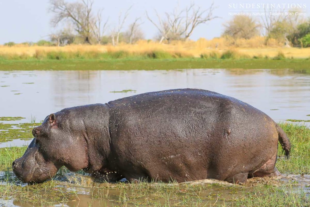 Moremi Game Reserve Self Drive from Tuskers Bush Camp