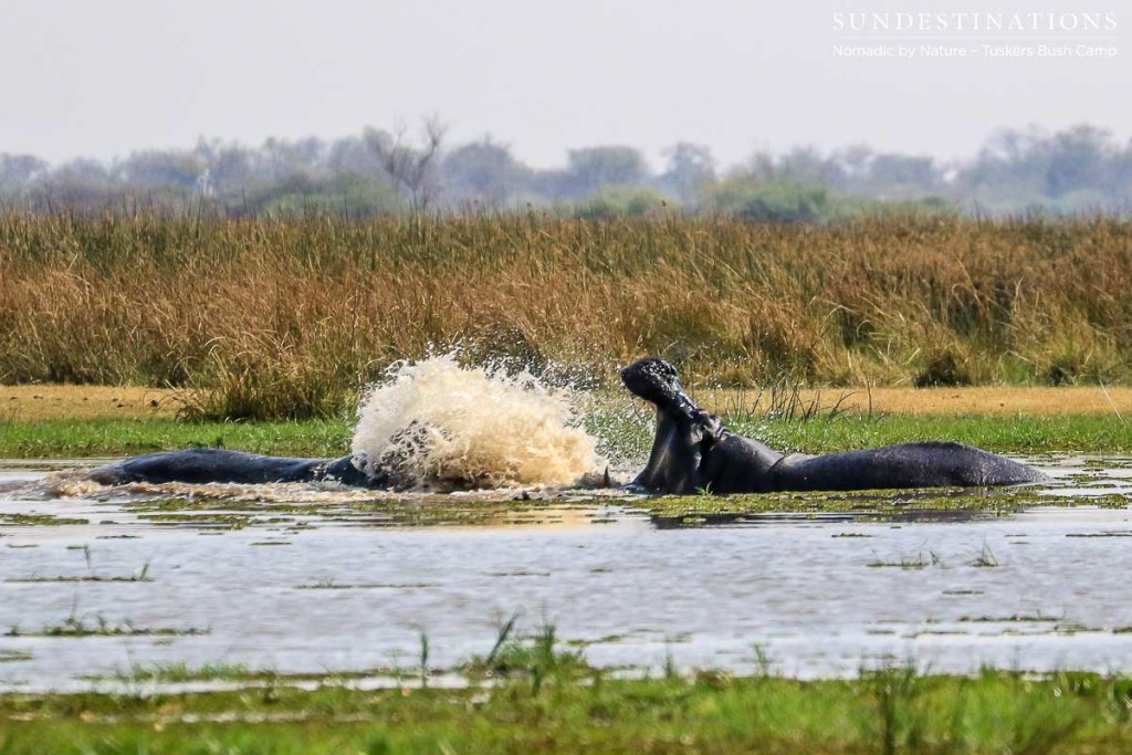 Moremi Game Reserve Self Drive from Tuskers Bush Camp