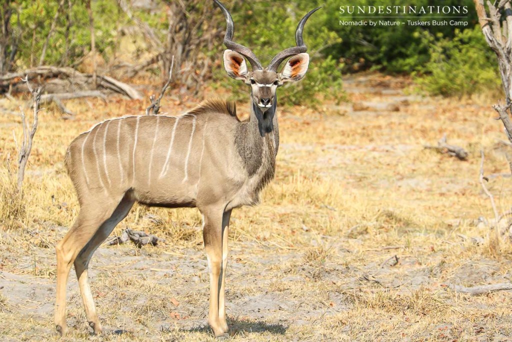 Moremi Game Reserve Self Drive from Tuskers Bush Camp