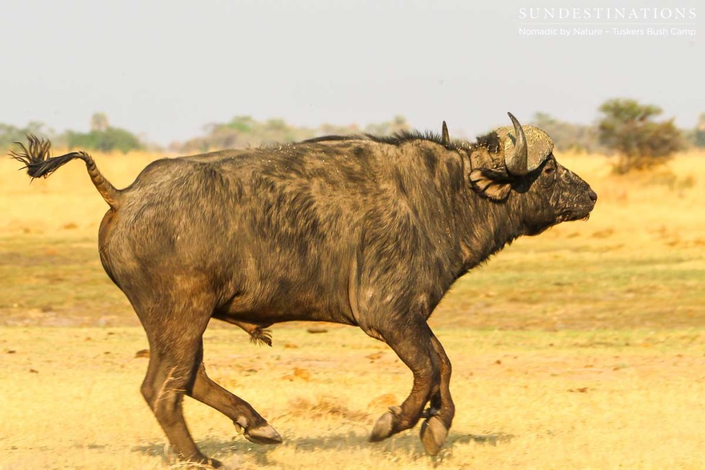 Moremi Game Reserve Self Drive from Tuskers Bush Camp