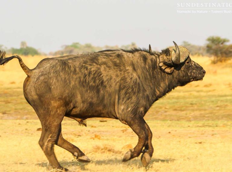 Moremi Game Reserve Self Drive from Tuskers Bush Camp