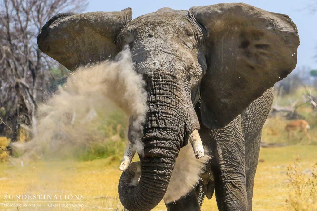 Moremi Game Reserve Self Drive from Tuskers Bush Camp