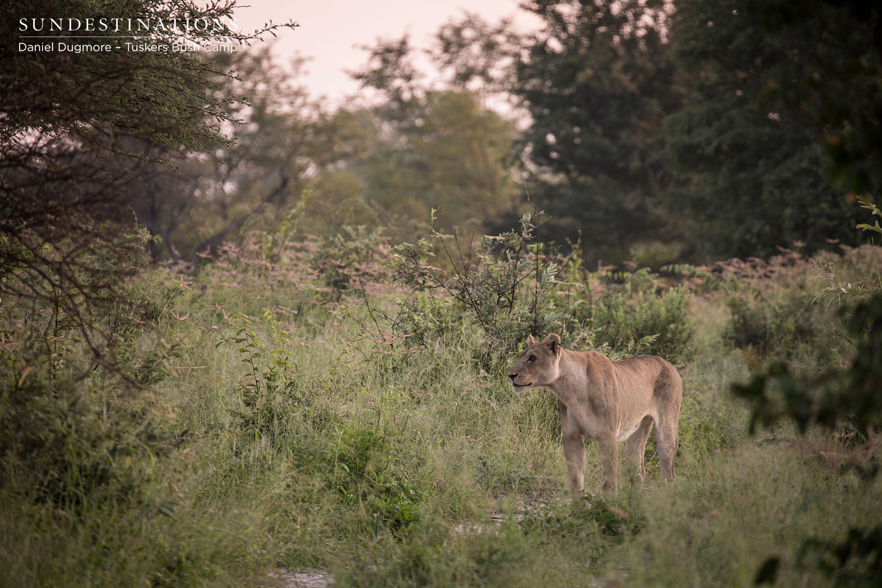 Tuskers Lioness Kwatale