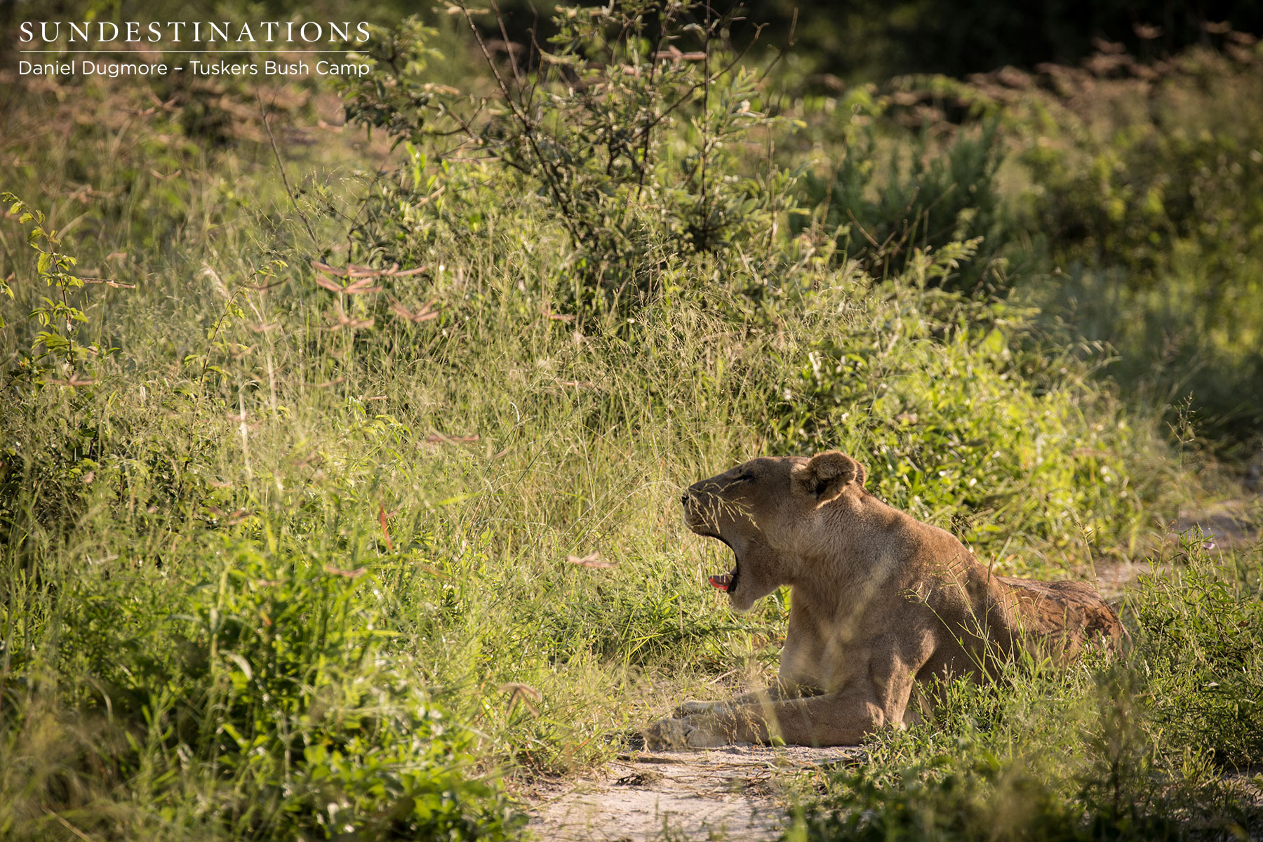 Tuskers Lioness Yawn