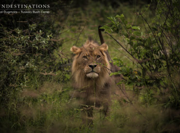 A distant rumble and cough-like roar echoes through the Kwatale concession. The night is piercingly quiet, yet full of promise. The crisp stillness of the darkness hovering over the landscape ensures that sound carries far – a prime reason as to why cats contact call during the dead of night.  The sound reverberating through the Kwatale […]