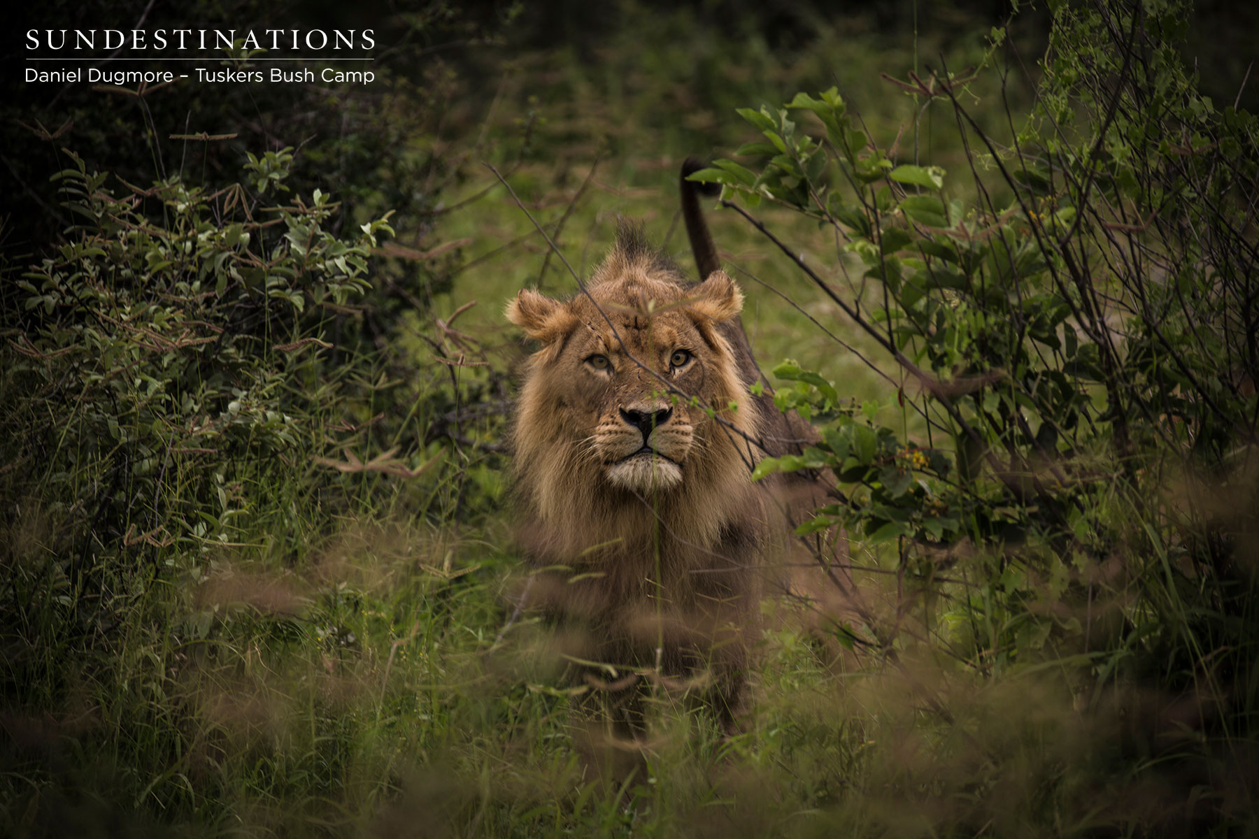 Tuskers Male Lion in the Grass