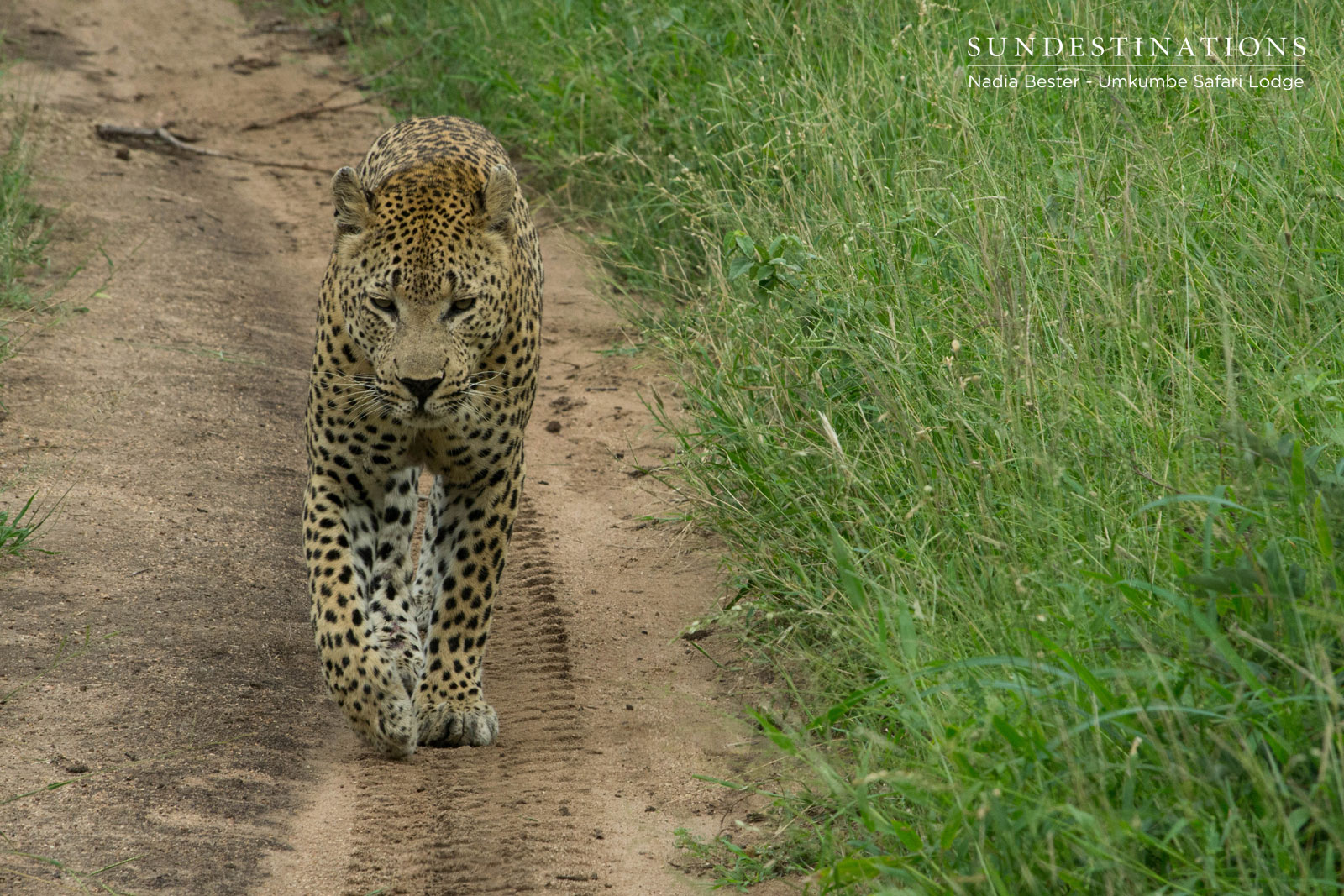 Umkumbe Mxabene Leopard
