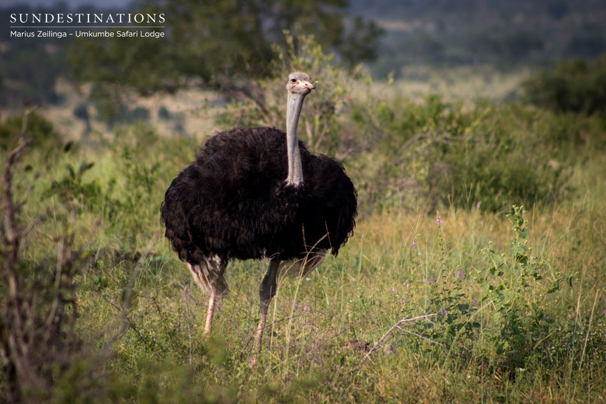 Umkumbe Ostrich