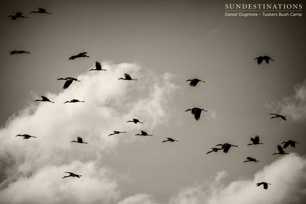 The flight of the open-billed storks