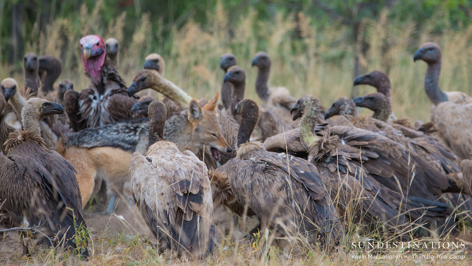 nThambo Hyena and Vultures