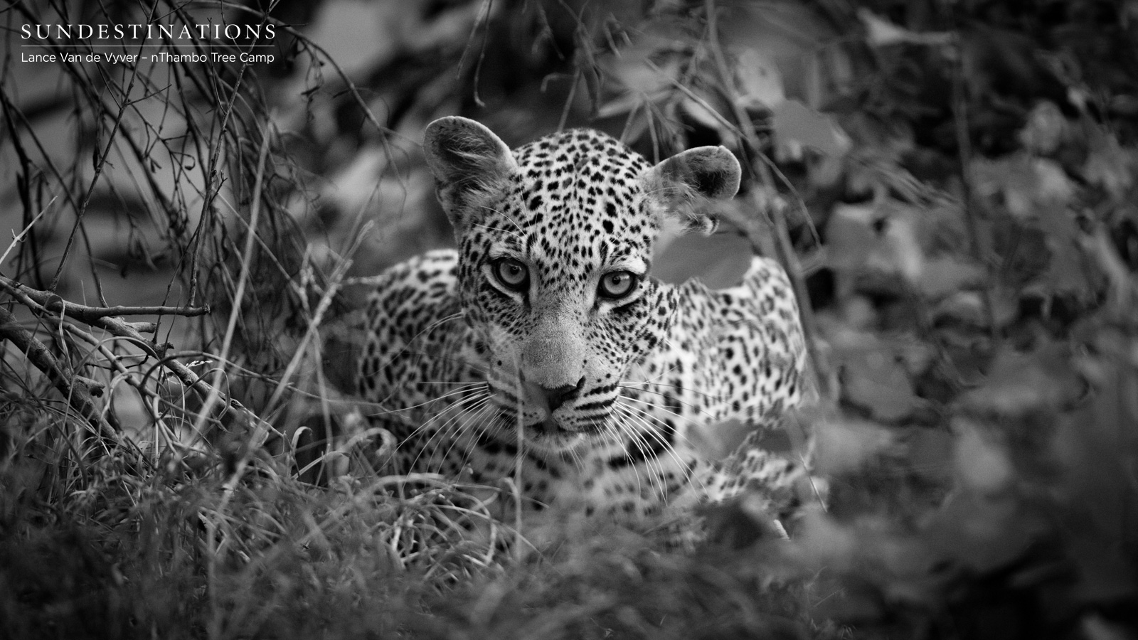 nThambo Leopard Bundu