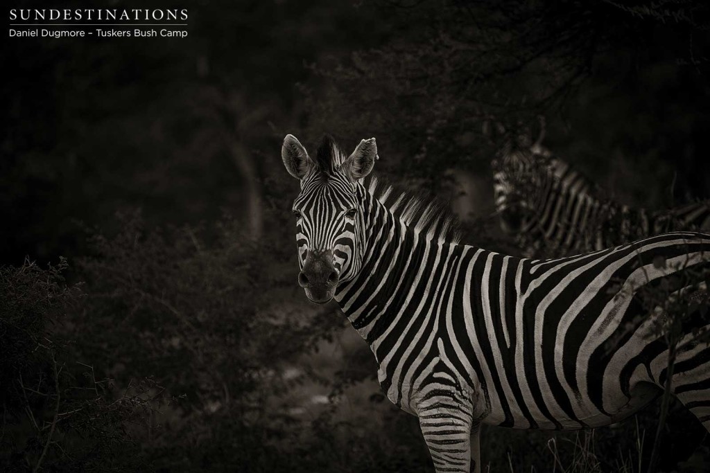 Pausing to assess the potential for danger lurking in the thick Botswana bush