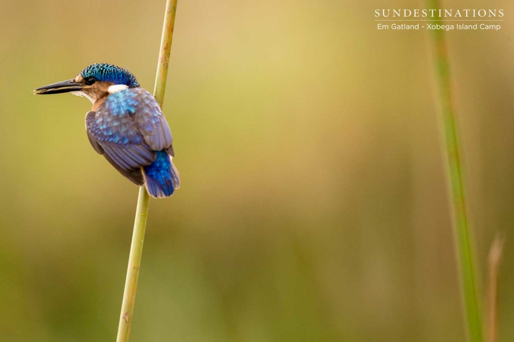 A half-collared kingfisher shows off its seemingly bejewelled back as it pauses before swallowing a tasty morsel