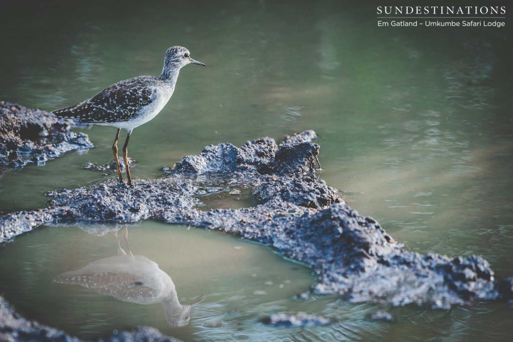 A wood sandpiper at a mud wallow, contemplating its next move