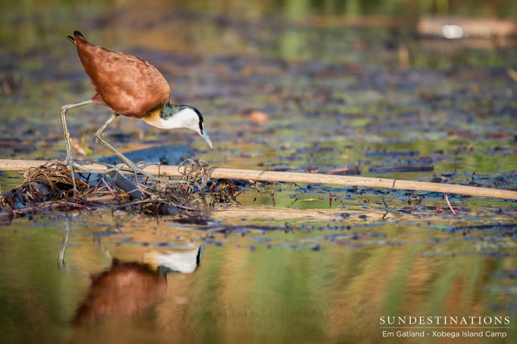 An African jacana bows down to meet its reflection in the Okavango waterways