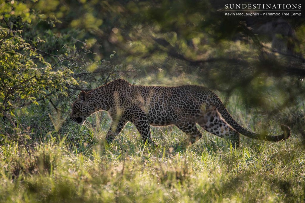 Leopards slinking through illuminated morning grass veld