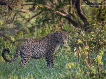 This morning’s safari held some exciting predator activity in the Klaserie, with a hijacking that happens all too often in the world of the wild: A pair of conniving hyena cronies stole an impala kill from leopards Ross Dam and Bundu. This mother-son duo was seen in the first moments of light this morning, apparently quite […]