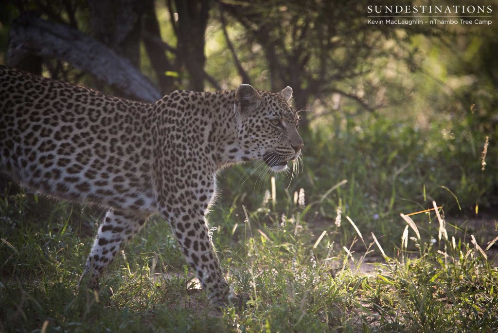 Following the hyenas through the bush