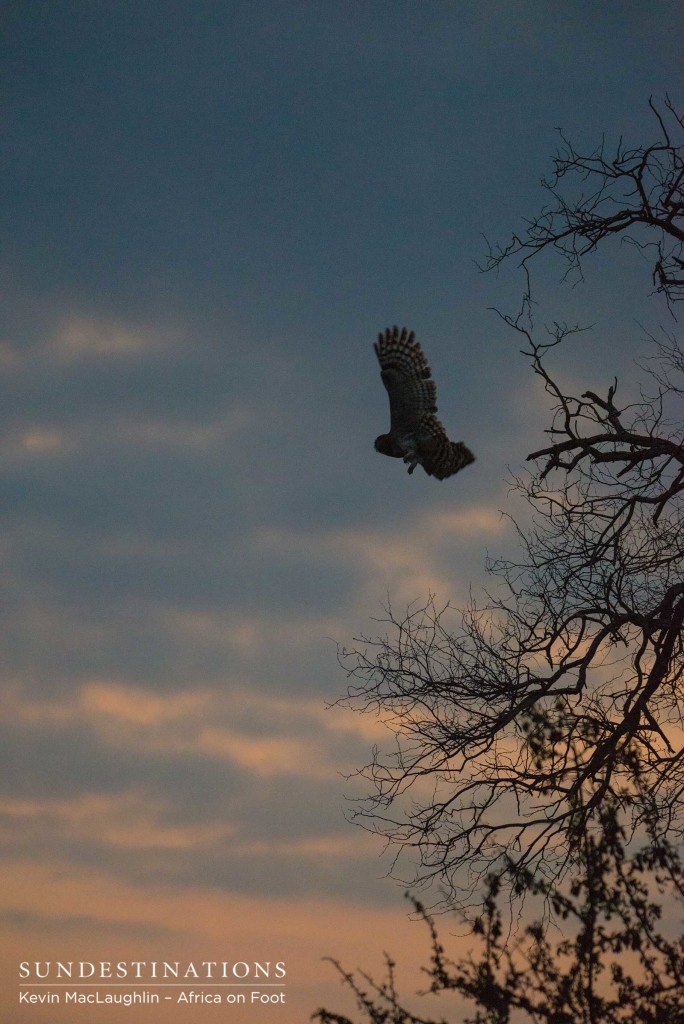 The moment of lift off - a Verreaux's eagle owl takes off after setting its sights on a target