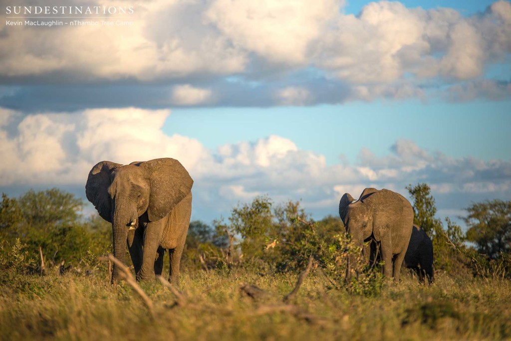 Elephants on the move