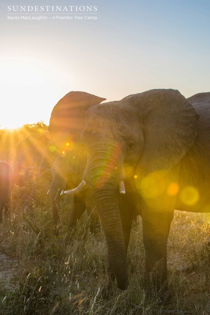 Globes of golden sunlight paint an elephant in the colours of the sunset