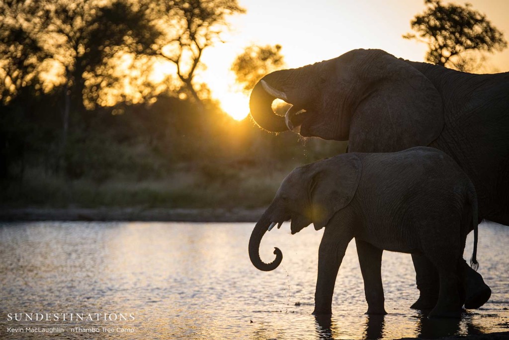 Elephants drinking at sunrise