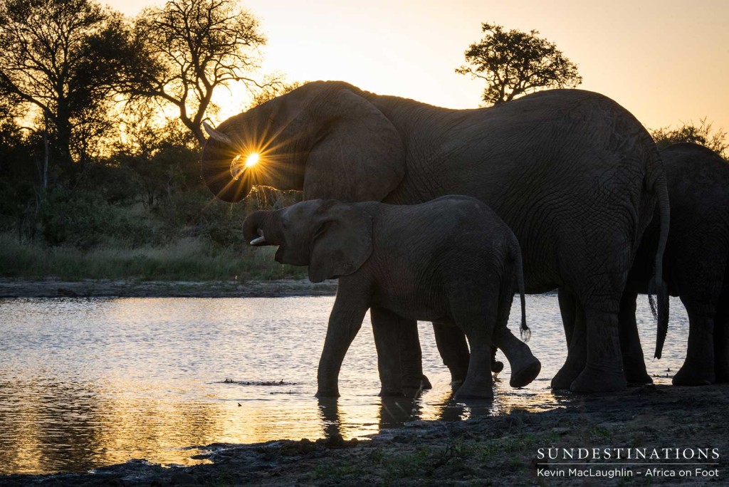 Drinking in the sunset, a herd of elephants share the joy of nature's pure refreshment