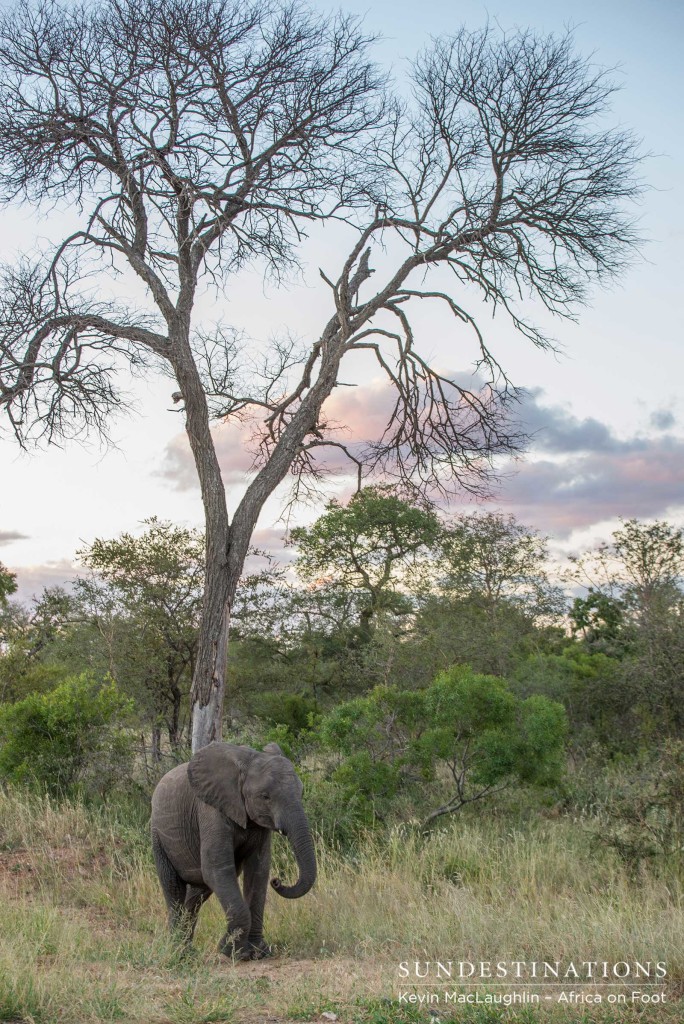 Gentle hues at dusk