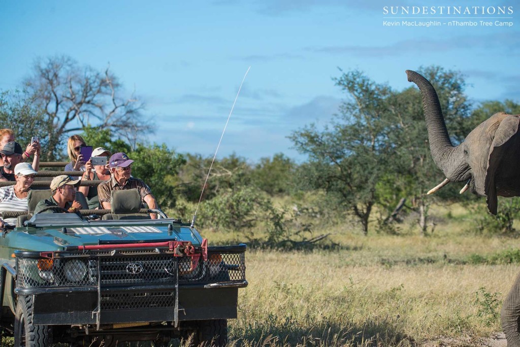 Elephants visiting the vehicle