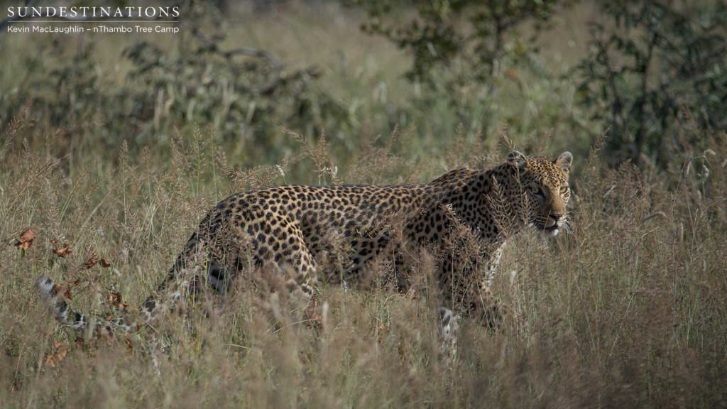 Leopardess Cleo on the look out in Klaserie