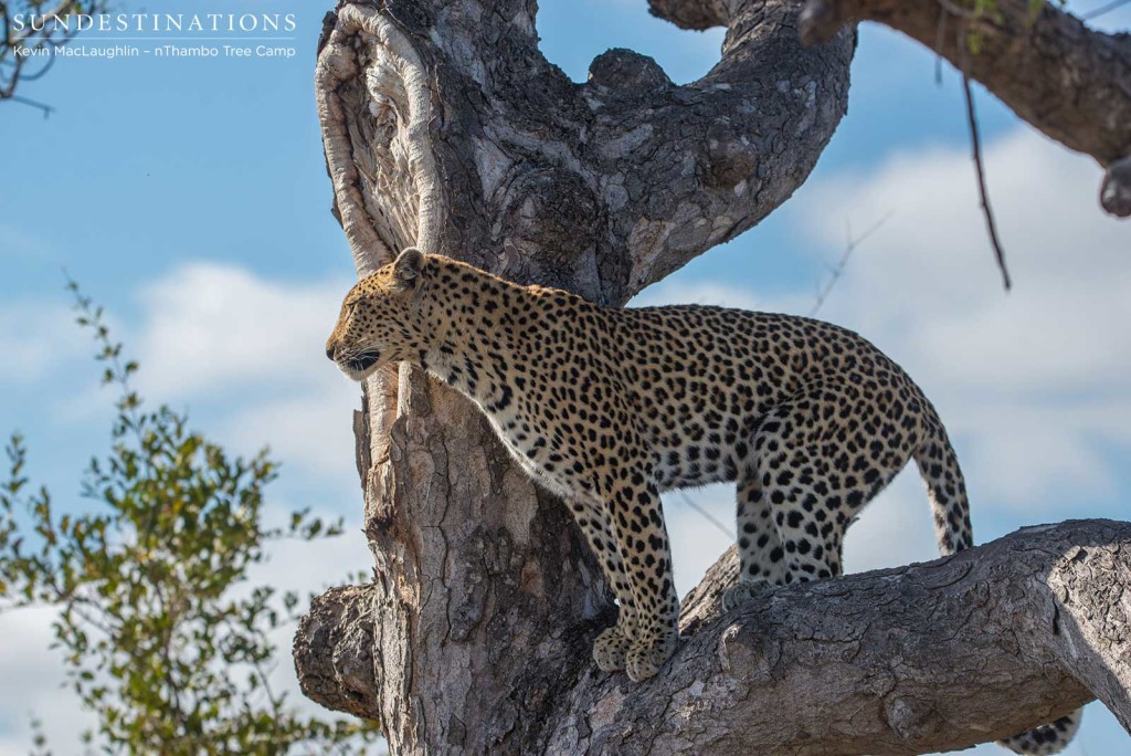 Leopardess Cleo on the look out in Klaserie