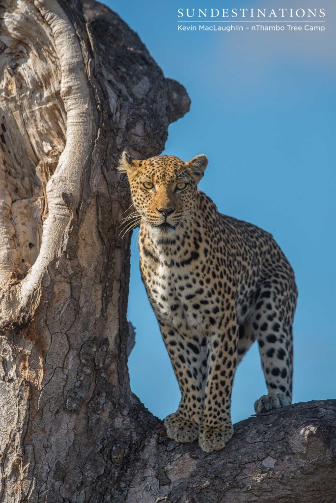 Leopardess Cleo on the look out in Klaserie