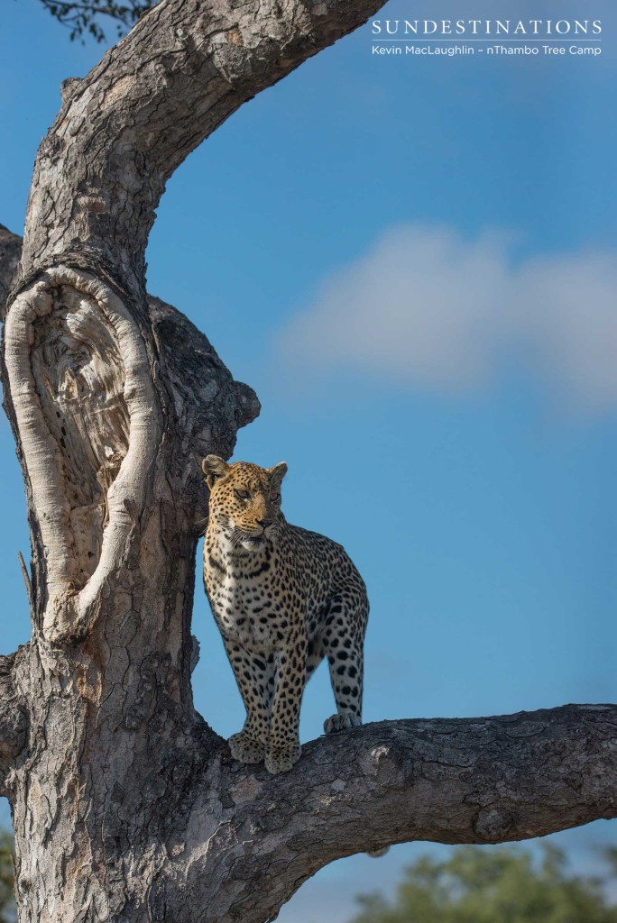 Leopardess Cleo on the look out in Klaserie