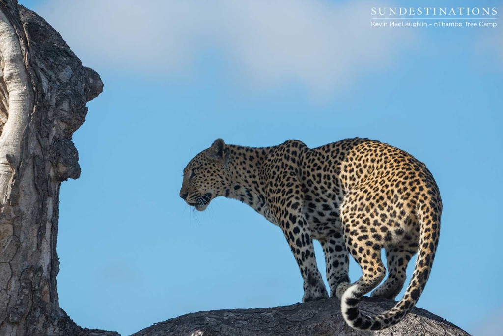 Leopardess Cleo on the look out in Klaserie