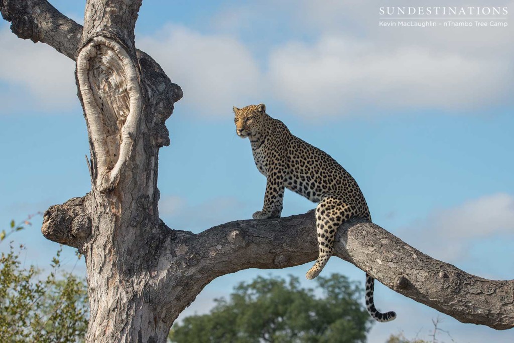 Leopardess Cleo on the look out in Klaserie