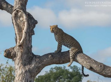 This morning’s safari at nThambo Tree Camp was one for the books. We consider ourselves lucky every time we see a leopard, as they are the most elusive member of the Big 5 and their solitary, nocturnal lifestyles make them difficult to spot. Fortunately, our traverse in the Klaserie seems to provide the perfect habitat for […]