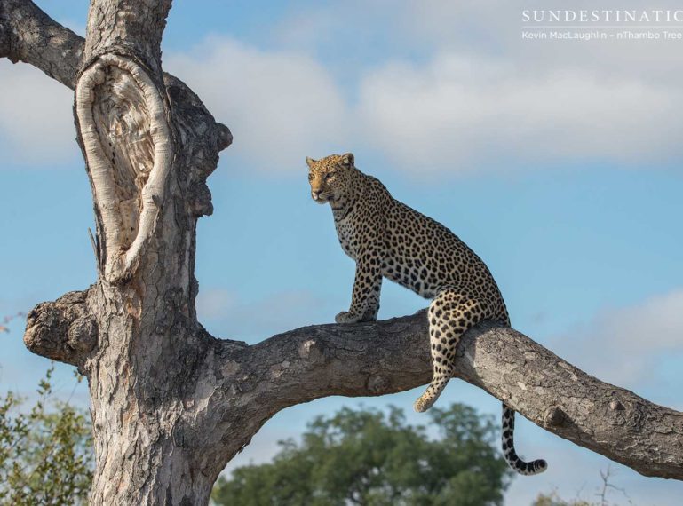 Leopardess Cleo on the Look Out in Klaserie