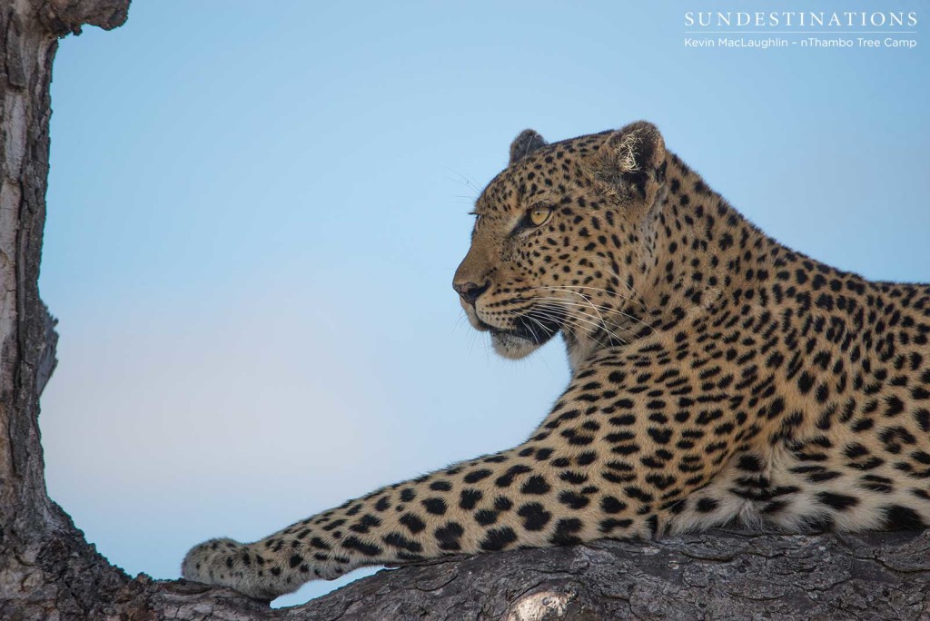 Leopardess Cleo on the look out in Klaserie