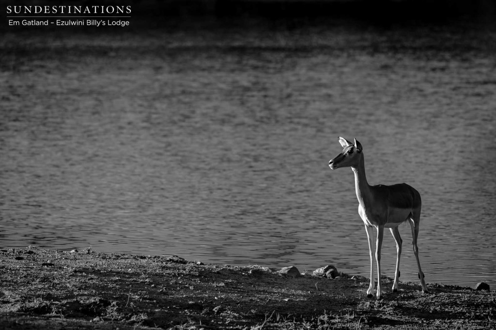 Nervous energy surrounds this impala ewe as she drinks, alone, at a vast waterhole