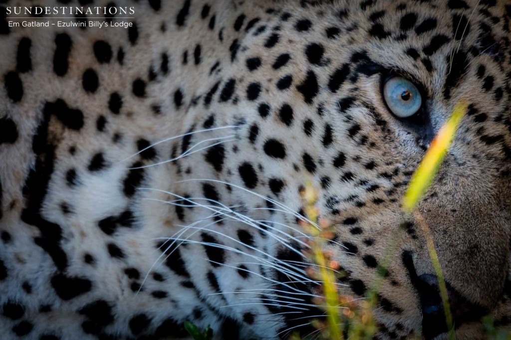 Chavaluthu holds his rapt audience under his spell with one look from his iceberg-blue eyes